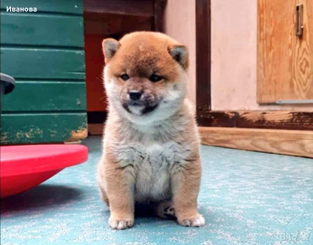 Шиба ину кученца, снимка 1