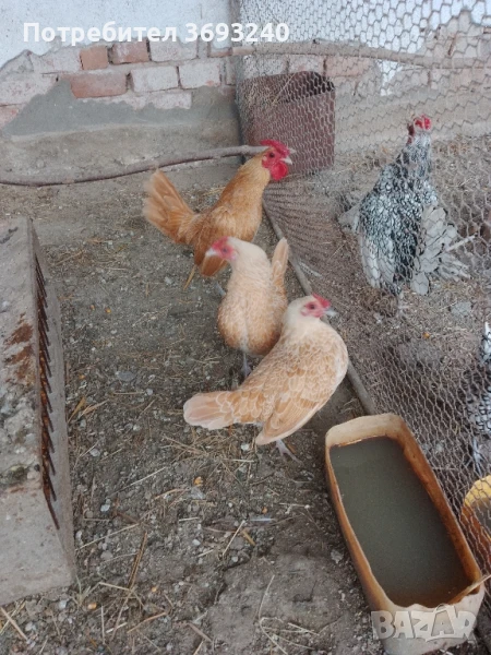 Продавам пилета от декоративни кокошки , снимка 1