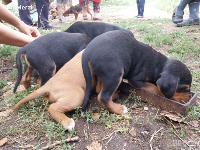 Кучета, снимка 1