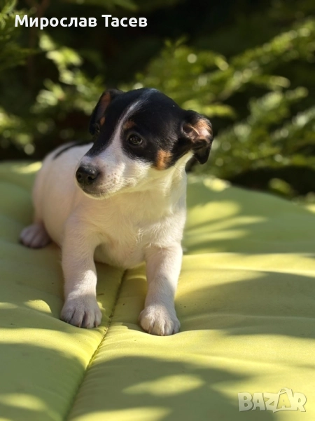 Джак ръсел териер , снимка 1