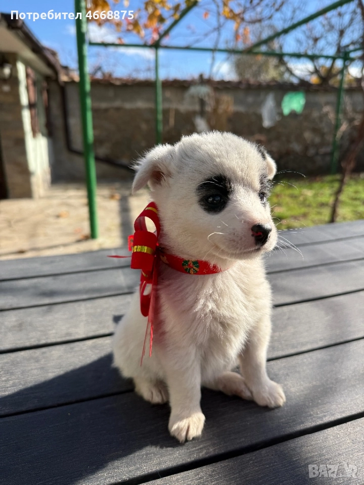 Кученца си търсят топъл дом, снимка 1