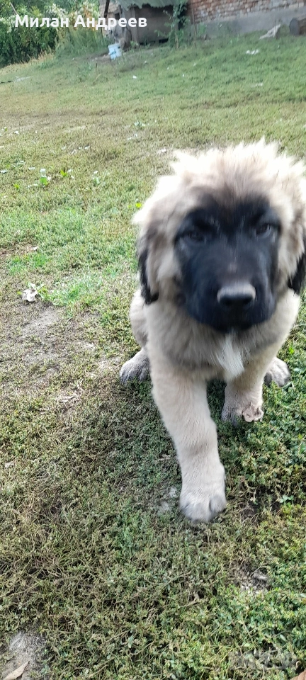 кавказец на 5 месеца , снимка 1