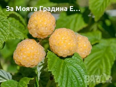 Жълта малина 5 Сорта , снимка 1