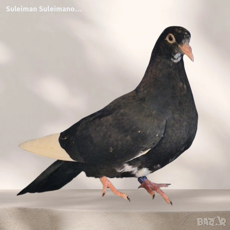 Въртелив гълъб 10 евро, снимка 1