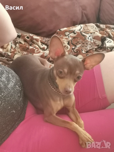 Мини чинчер , снимка 1