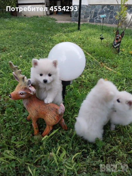 Мини шпиц-померан, снимка 1