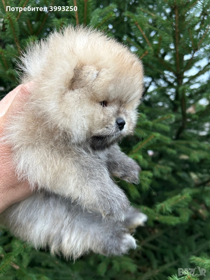 Померан момче, снимка 1
