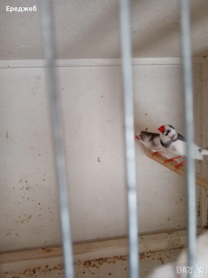 Продавам амадини чифче , снимка 1