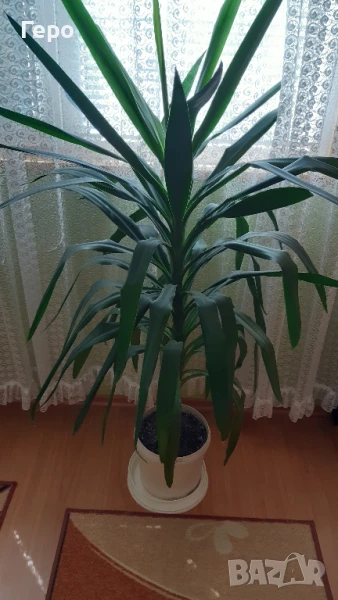 Юка 130 см., снимка 1