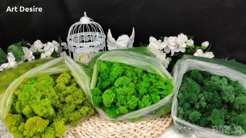 Скандинавски мъх, снимка 1