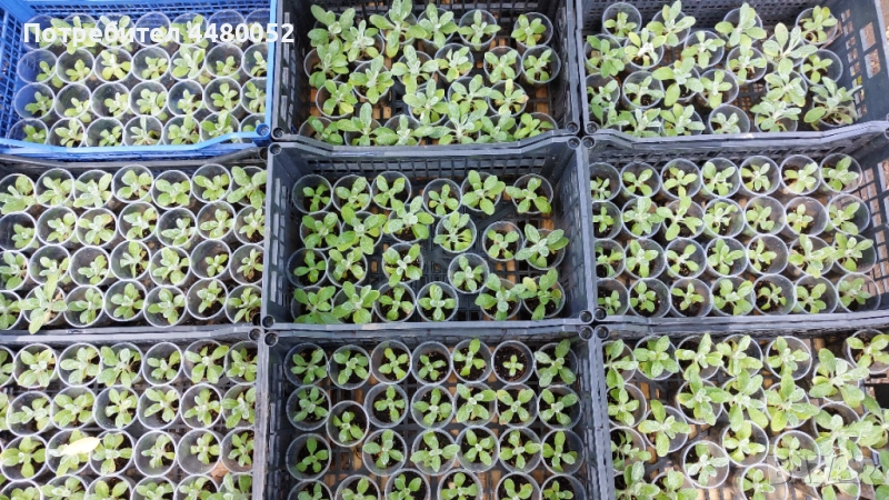 Разсад от култивиран Мурсалски чай, пикиран в чаша 1 лв. на корен., снимка 1