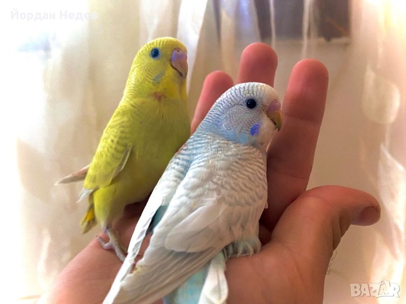  Вълнисти папагали, снимка 1