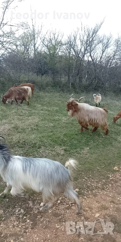 140 кози и пръчове има и отделно към 20 миналогодишни ярета, снимка 7 - Кози - 52641155