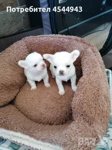 Две малки чихуанчета , снимка 2 - Чихуахуа - 53746927