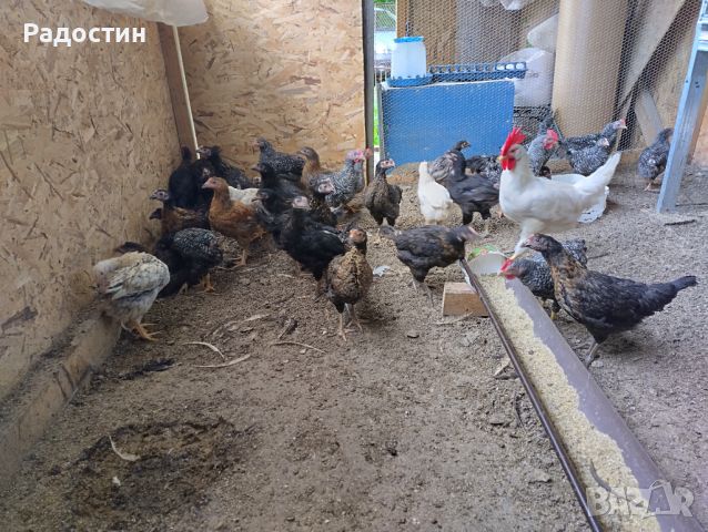 Пилета , снимка 2 - Кокошки и пуйки - 45878804