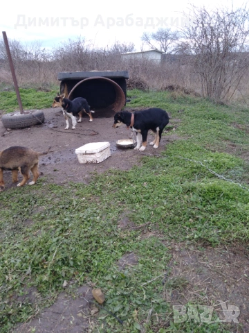 Подарявам малки кученца!, снимка 2 - Други - 53638524