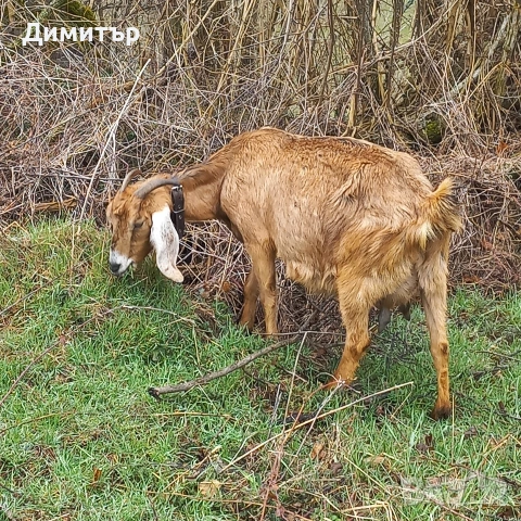продавам заплодена коза и яре