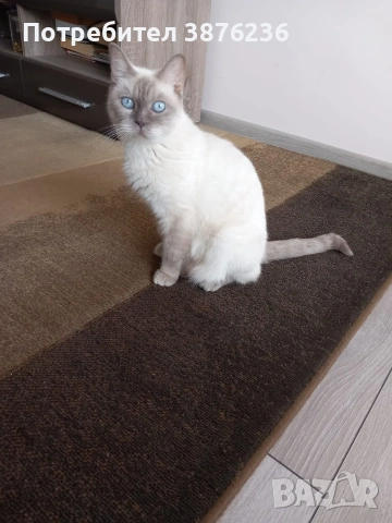 Британска късокосместа Колор пойнт , снимка 10 - Британска късокосместа - 53461143