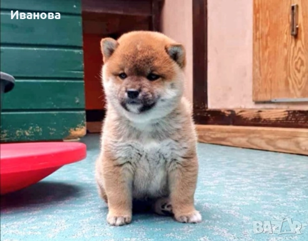 Шиба ину кученца