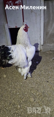 Продавам петел и кокошка брама ако 