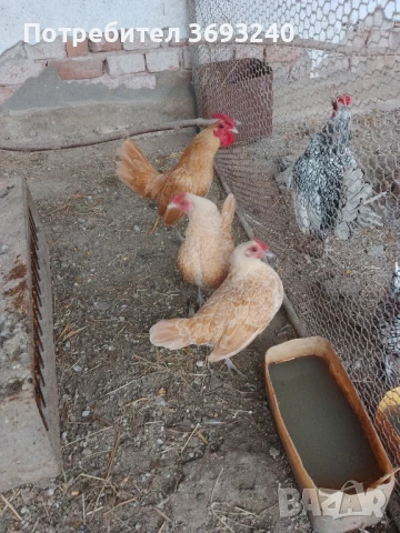 Продавам пилета от декоративни кокошки 