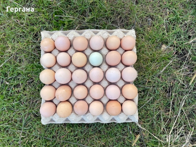 Яйца от домашни кокошки , снимка 2 - Кокошки и пуйки - 52847951