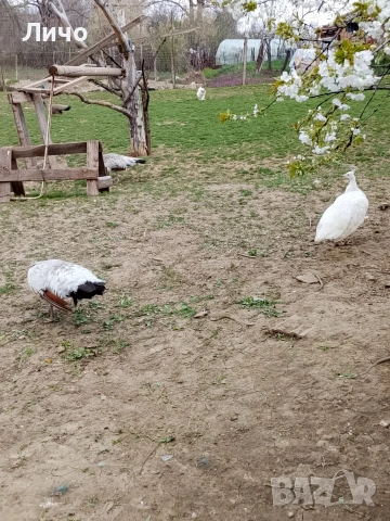 яйца от пауни , снимка 4 - други­ - 54164995