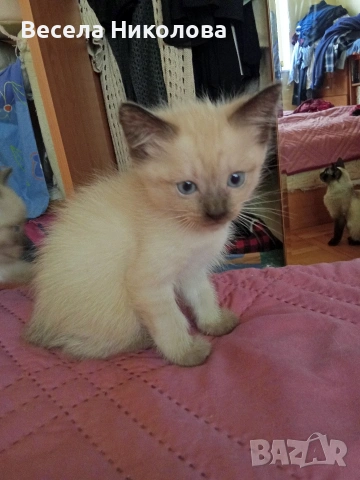 Мъжко сиамско коте 