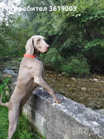 Ваймаранери , снимка 15 - Ваймаранер - 54205375