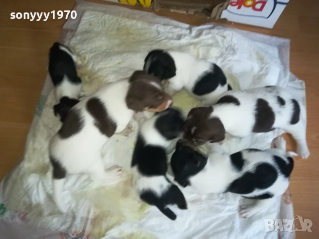 ПРОДАВАМЕ КУТРЕТА-ДЖАК РЪСЕЛ 250ЛВ ЗА 1БР 0309251809, снимка 3 - Джак ръсел териер - 51595617