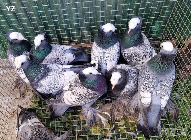 гълъби саксонски свещеници, снимка 2 - Гълъби - 54207916