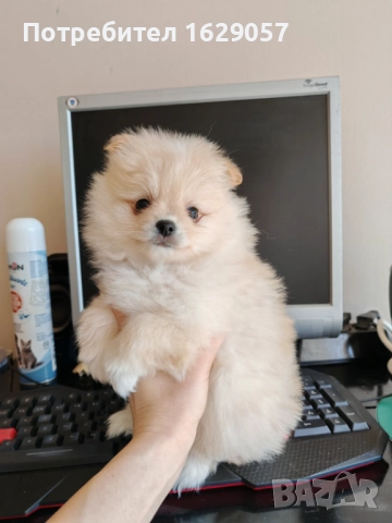 Померан/Мини померан 