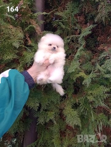 Миниатюрно мини момиченце. Померан., снимка 5 - Померан - 52870979