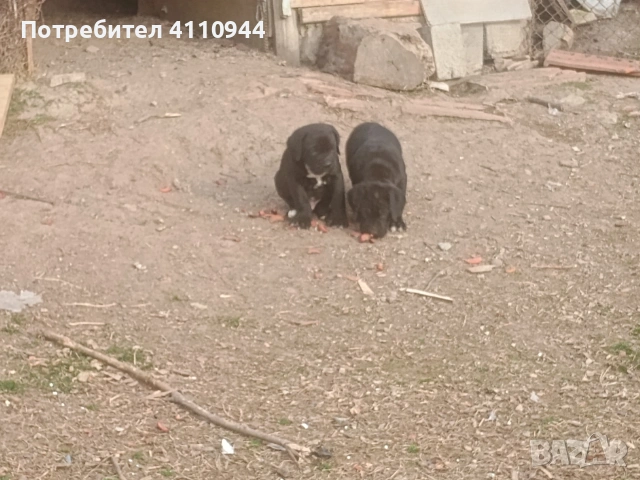 Кане Корсо продавам 