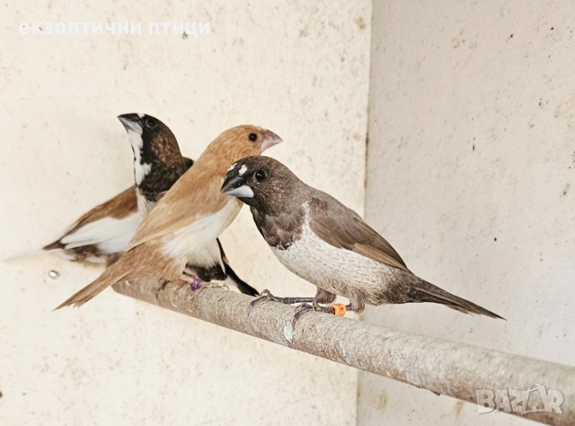 Продавам Японски Амадини , снимка 5 - Амадини - 53487592