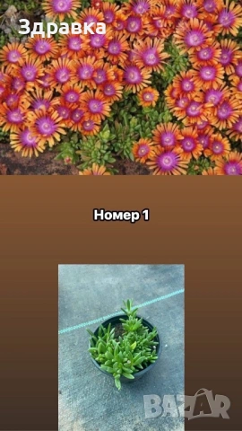 Делосперма 7 цвята , снимка 6 - Градински цветя и растения - 53837815