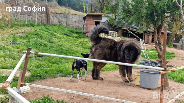 продавам породисти кученца на 40дена-Каракачанки, град Враца, снимка 11 - Каракачанска овчарка - 54187879