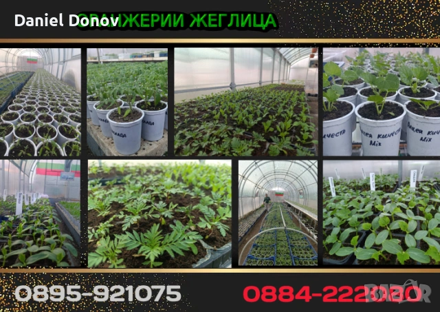 РОЗОВА МАГИЯ + още над 150 сорта домати, снимка 10 - Разсади - 53730607