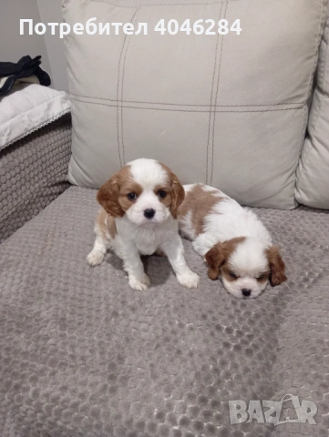 Кавалер Кинг Чарлз , снимка 5 - Други - 53623830