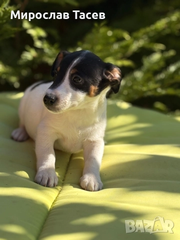 Джак ръсел териер , снимка 1