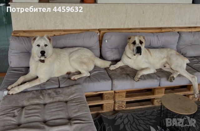 Кученца Алабай, снимка 12 - Алабай - 53922557