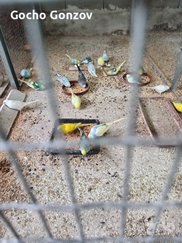 папагали, снимка 2 - Папагали - 53433668