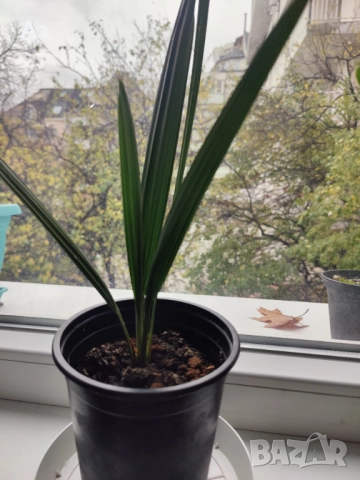 Продавам Финикови палми – 7 броя, малки, снимка 2 - Стайни растения - 52567231