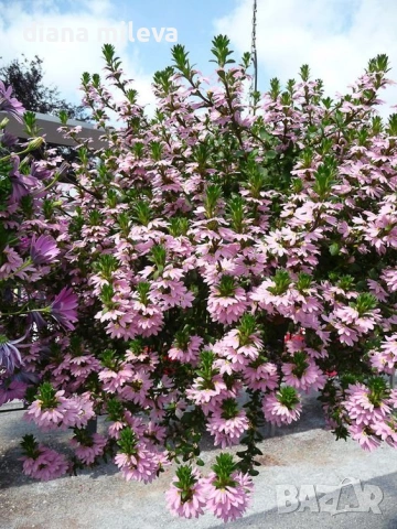 Скаевола - лилава, бяла и розова!!, снимка 2 - Градински цветя и растения - 54161547