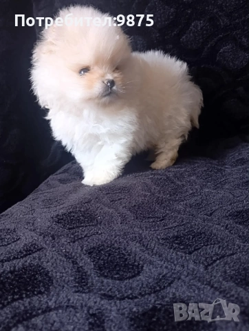 Продавам померан
