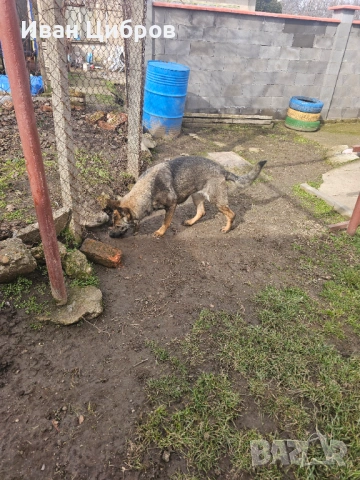 Сива немска овчарка , снимка 6 - Немска овчарка - 53475000