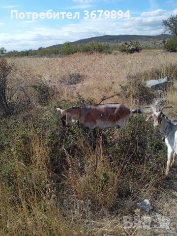 Дойни кози , снимка 1