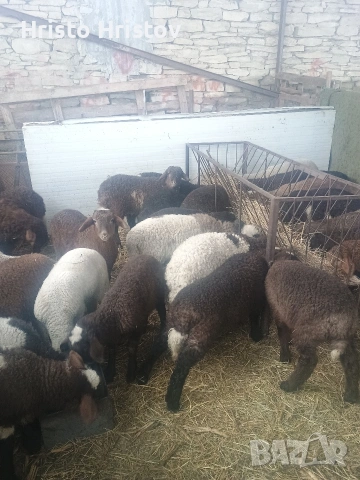 Мъжки агнета 22-25 килограма , снимка 4 - Овце - 53327822