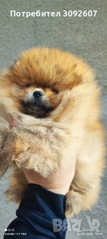 Померан момиче, снимка 4 - Померан - 53025299
