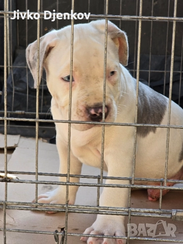 Американско були / American bully XL , снимка 7 - Други - 52453803